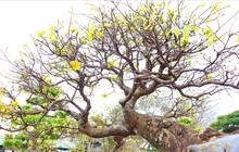 Số phận của cây mai vàng thế “Bạt Phong Hồi Đầu” từng được định giá 5 tỷ đồng ở Quảng Bình