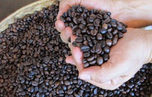 Lô cà phê xuất khẩu Trung Quốc bị kẹt ở cảng cả tháng vì thiếu mã số