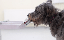 Các nhà khoa học chỉ ra: Loài chó có thể đánh hơi được 'mùi căng thẳng' của con người