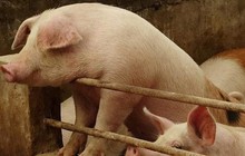 Giá lợn hạ nhiệt, cổ phiếu Dabaco giảm gần 50% từ đỉnh, vốn hoá mất 4.400 tỷ đồng sau nửa năm