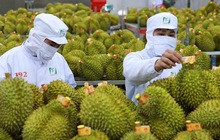 Doanh nhân Trung Quốc 'mách nước' 5 bí quyết để xuất khẩu trái cây Việt Nam vượt qua Thái Lan