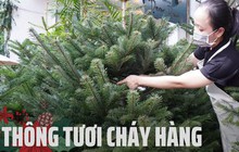 TP.HCM: Người dân chi tiền triệu mua thông tươi chơi Giáng sinh