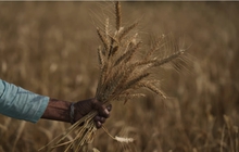 Hết Indonesia 'cắt' nguồn cung dầu cọ đến Ấn Độ dừng xuất khẩu lúa mì - làn sóng 'bảo hộ lương thực' lan rộng khắp thế giới