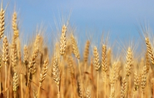 LHQ cảnh báo nguồn cung lúa mì toàn cầu trong kho dự trữ chỉ còn duy trì trong 10 tuần