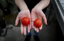 Thứ quả bé hơn lòng bàn tay trông quá bình thường nhưng được gọi là "siêu cà chua", sự thật ẩn bên trong càng kinh ngạc