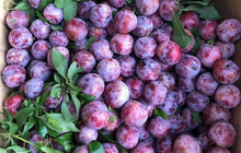Đắt ngang nho Mỹ, ngọt như Cherry, loại mận trồng trên núi cao Việt Nam 'siêu' hút khách