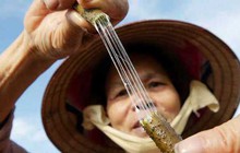Loại vải quý hiếm bậc nhất thế giới: Việt Nam là 1 trong 3 nước duy nhất sản xuất được
