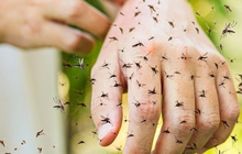 Bác sĩ 'lật tẩy' 5 hiểu lầm phổ biến về muỗi đốt và cảnh báo 4 nhóm người dễ bị muỗi tấn công nhất vào mùa hè
