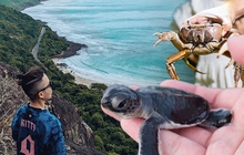 Độc đáo du lịch Côn Đảo mùa rùa biển đẻ trứng