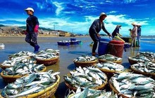 Xuất khẩu cá tra sang Trung Quốc dần hồi phục, cổ phiếu thuỷ sản nào "sáng cửa"?