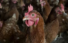 Việt Nam có gà ăn chuối nhưng đây mới là thực đơn nuôi gà “độc lạ” nhất thế giới: tiết kiệm hàng trăm triệu USD, tránh được khủng hoảng thức ăn chăn nuôi
