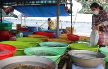 Cân điêu hải sản ở Mũi Né, địa phương đề nghị tháo dỡ lều quán