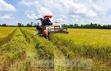 1 triệu ha lúa chất lượng cao được đầu tư hơn 40.000 tỷ đồng