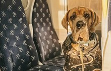 Chi 100 ngàn USD thuê máy bay chở thú cưng đi du lịch vòng quanh thế giới