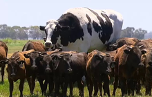 Trung Quốc nhân bản thành công ‘bò khổng lồ’: Có con nặng tới 1.400kg, sản xuất 18 tấn sữa/năm, 100 tấn sữa suốt vòng đời