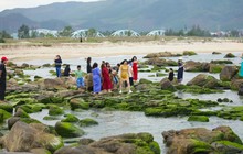 Người dân và du khách thích thú "check-in" mùa rêu xanh tại rạn Nam Ô