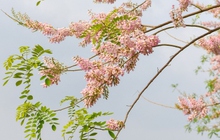 Ngắm rừng hoa đỗ mai hồng rực thu hút giới trẻ ở Bắc Ninh
