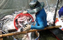 Giá cá tra tăng cao, người nuôi lãi 3.000 - 4.000 đồng/kg