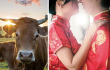 Sau đám cưới, người phụ nữ gọi cảnh sát, đòi kiện chồng chỉ vì “2 con bò"