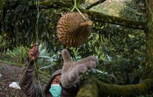 Đối thủ thất thu lớn vì thiên tai, loại "trái cây vua" của Việt Nam có thể giành lợi thế tại thị trường Trung Quốc?