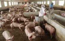 Lào tạm ngừng nhập khẩu thịt lợn từ Việt Nam