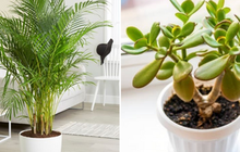 5 loại cây được ví như máy làm mát không khí, giảm nhiệt cực hiệu quả vào những ngày nắng nóng