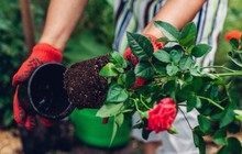 Chưa đến 100k bạn sẽ giúp cây hồng trong vườn nhà sai bông nặng trĩu