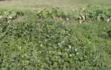 Hải Phòng: Loay hoay tìm cách “xóa” đất nông nghiệp bỏ hoang