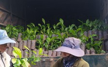 Giá cao kỷ lục, cây giống ‘cháy’ hàng, cảnh báo việc phá rừng trồng cà phê