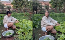 Vườn rau xanh mướt ở quê nhà của H'Hen Niê: Bắp cải, cà chua, đậu đũa... chen chúc, cứ bước ra là có đồ ăn
