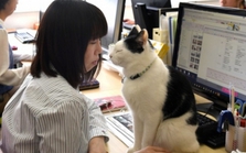 Công ty giữ chân nhân sự bằng cách tặng một chú mèo, muốn nghỉ việc phải trả lại thú cưng: Dân tình tranh cãi không hồi kết