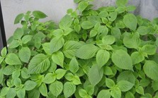 Loại rau vừa là gia vị, vừa là 'thuốc quý' cho sức khỏe Loại rau vừa là gia vị, vừa là 'thuốc quý' cho sức khỏe