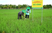 Doanh nghiệp phân bón khuyến cáo nông dân bón ít hơn và câu chuyện phát triển nông nghiệp bền vững vùng Đồng bằng Sông Cửu Long