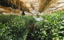 Nhật Bản sở hữu ‘ngọc xanh’ mọc trên cây quý giá, chi 16 triệu đồng mới mua được 1 cân, được giới siêu giàu rất ưa chuộng