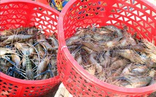 Giá tôm tăng trở lại sau gần 1 năm