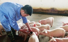 Lý do người chăn nuôi 'né' vắc xin dịch tả lợn châu Phi