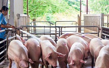 Giá lợn hơi xuống thấp Giá lợn hơi xuống thấp