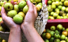 3 loại quả vị chua chát lại là “thuốc” chống ung thư, hạ đường huyết tự nhiên: Ở Việt Nam mọc hoang rất nhiều