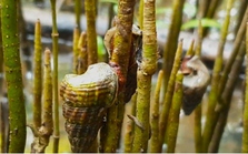 Người dân Cà Mau nuôi loại ốc leo cây, bán trăm ngàn mỗi kg