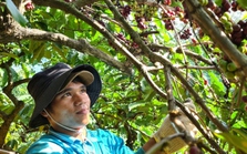 Nông dân phấn khởi thu hoạch cà phê khi được giá Nông dân phấn khởi thu hoạch cà phê khi được giá