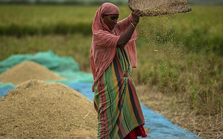 Thời tiết khô hạn ảnh hưởng sản lượng gạo châu Á