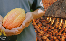 Từ cây cacao đến socola chỉ trong 60 ngày - Hành trình kỳ diệu của dòng socola trung hòa carbon tại Việt Nam