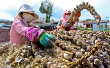 Mặt hàng này của Việt Nam được Trung Quốc ráo riết “săn lùng”, xuất khẩu tăng đột biến 20.000% trong năm 2022