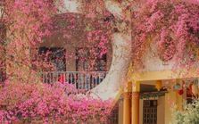 Ngôi trường đang hot nhất trên MXH: Cả khuôn viên bao phủ bởi giàn hoa giấy khổng lồ, khung cảnh đẹp như vườn cổ tích