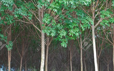 Mang về hơn 3 tỷ USD, đây là mặt hàng Trung Quốc thu mua đến gần 80% sản lượng của Việt Nam trong năm qua, xuất khẩu dự báo tiếp tục tăng mạnh