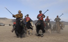 Vì sao bò Tây Tạng lại được coi là 'báu vật' của vùng cao nguyên?