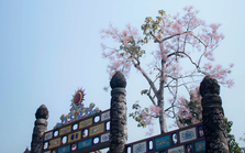 Ghé Huế dịp này để ngắm "vương giả chi hoa", loài hoa Đế Vương được khảm trên Nhân đỉnh trong Đại Nội