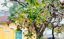 Những ngôi trường có cảnh quan đẹp nhất Hà Nội: Góc nào cũng có thể "check-in", có nơi sở hữu cả "mùa thu" cho riêng mình!