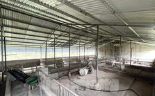 Cám cảnh trại lợn tiền tỷ trống trơn, người nuôi ‘treo chuồng’ Cám cảnh trại lợn tiền tỷ trống trơn, người nuôi ‘treo chuồng’