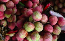 Vải đặc biệt đắt đỏ nhất Việt Nam, luôn 'cháy' hàng mỗi khi vào mùa Vải đặc biệt đắt đỏ nhất Việt Nam, luôn 'cháy' hàng mỗi khi vào mùa